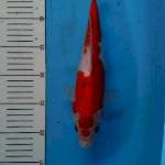 Aigoromo 29cm