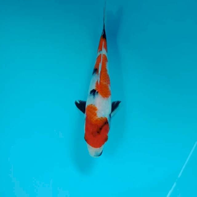 Showa, 20 cm