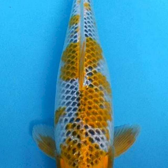 HAREWAKE 40CM