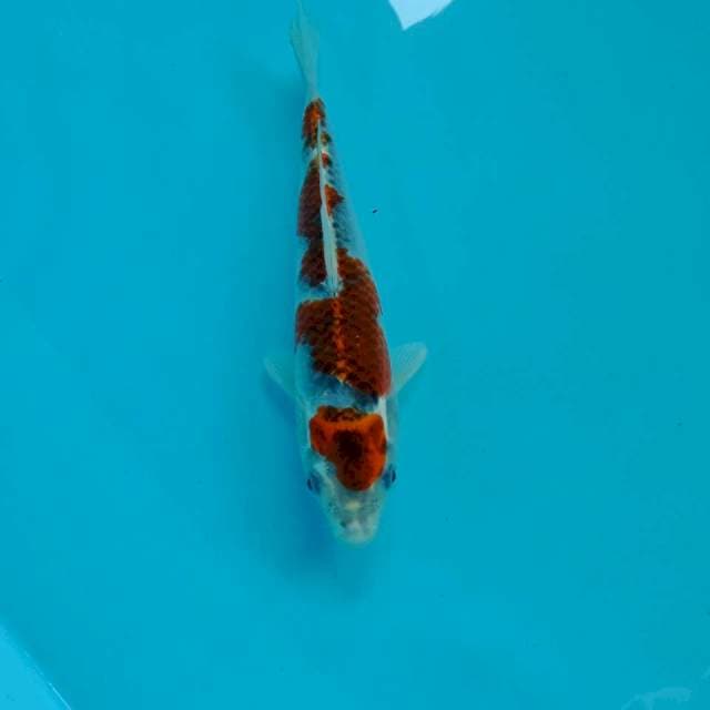 Goshiki, 21 cm