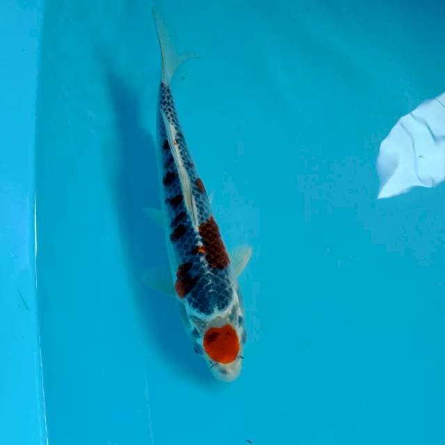 Goshiki, 26 cm