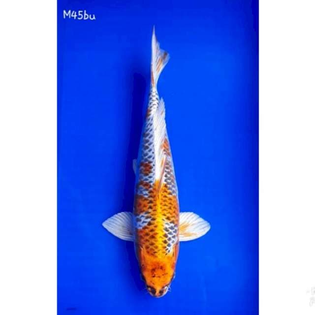 jumbo kujaku 44CM
