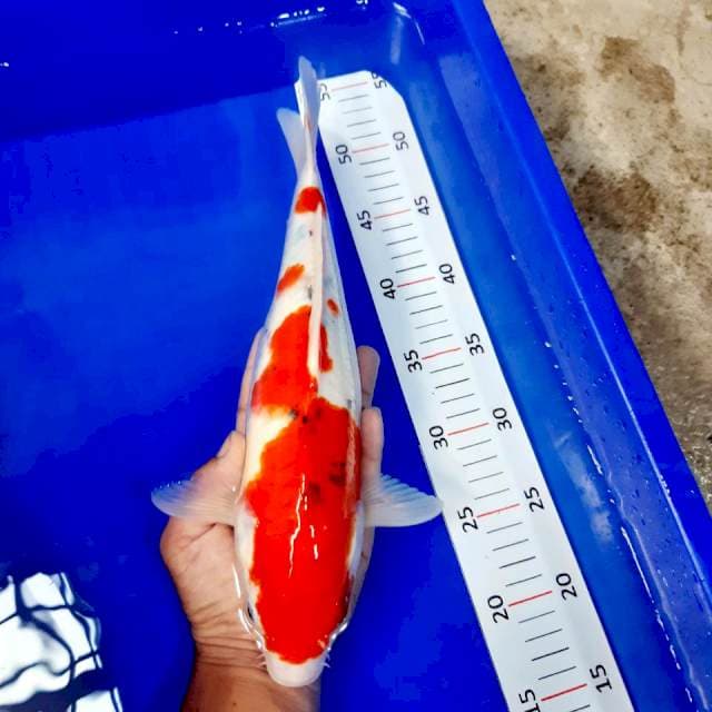 Sanke 34 cm