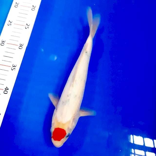 Tancho sanke tategoi 28 cm