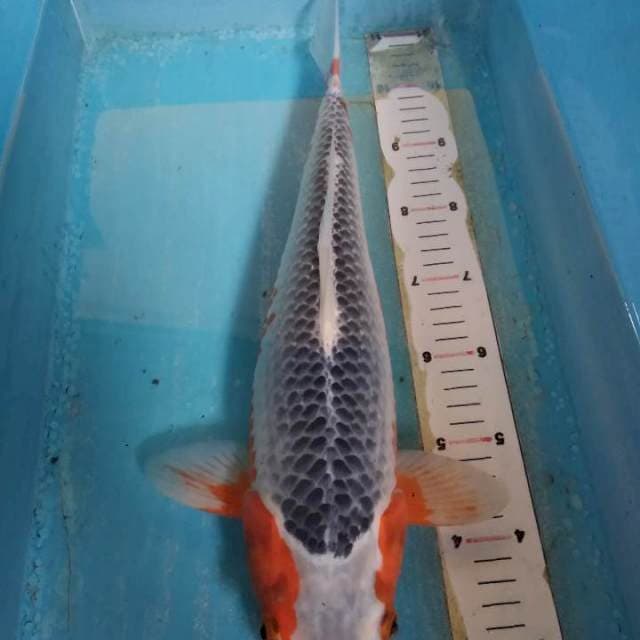 ASAGI 42cm
