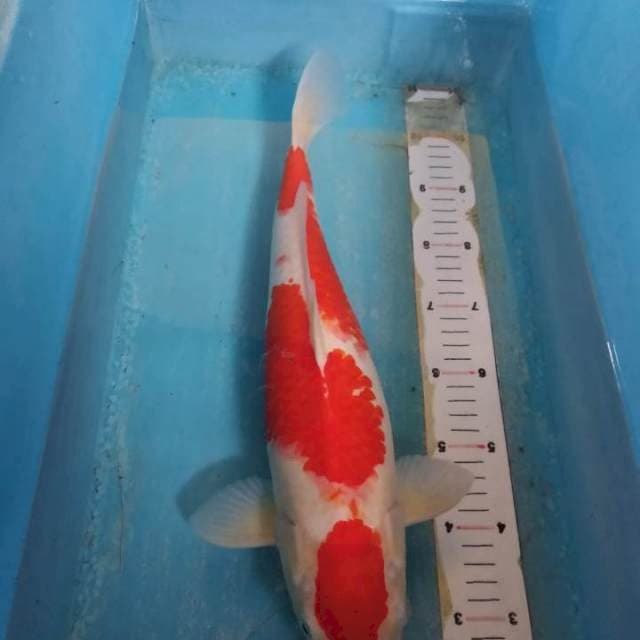 Maruten kohaku 41 cm