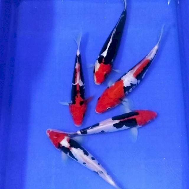 Benikumonryu kualitas show, asli merah 