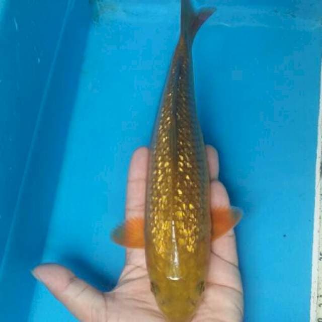 Chagoi ginrin