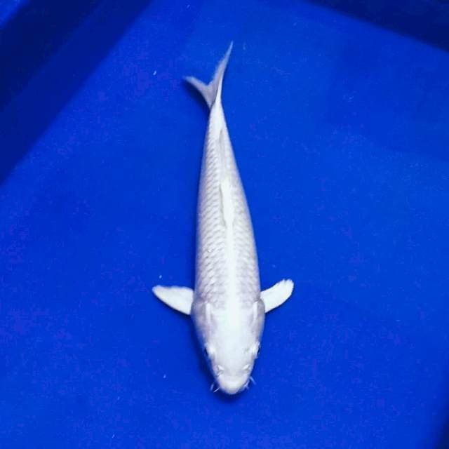 Platinum jozz male 30up