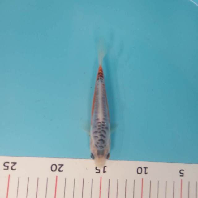 Shusui 15cm siip
