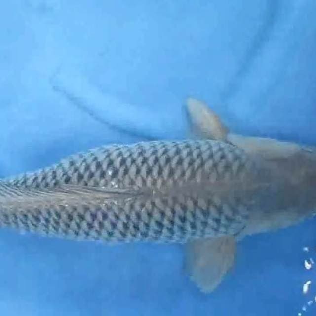 Cagoi ring rapi 60cm