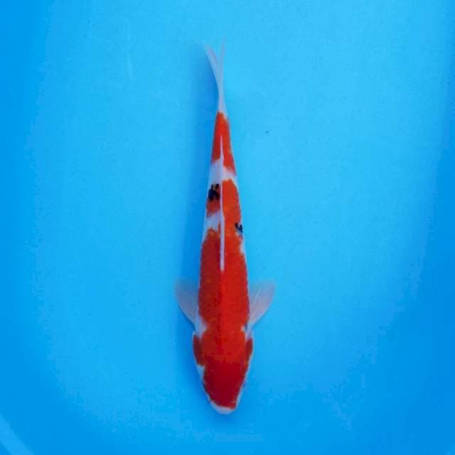 Sanke 33cm