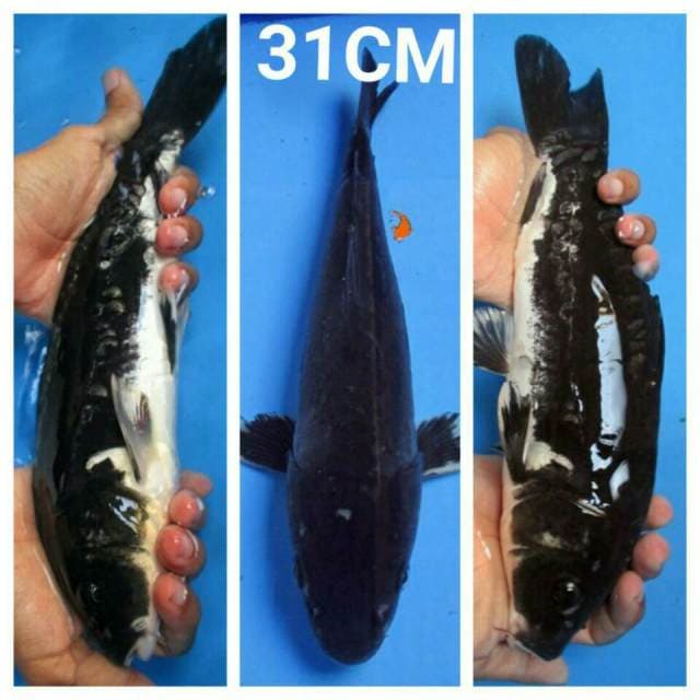 DUO BLACK KUMONRYU 31CM
