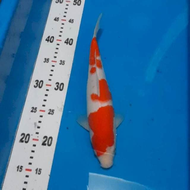 Kohaku 30cm
