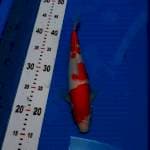 Kohaku 30cm