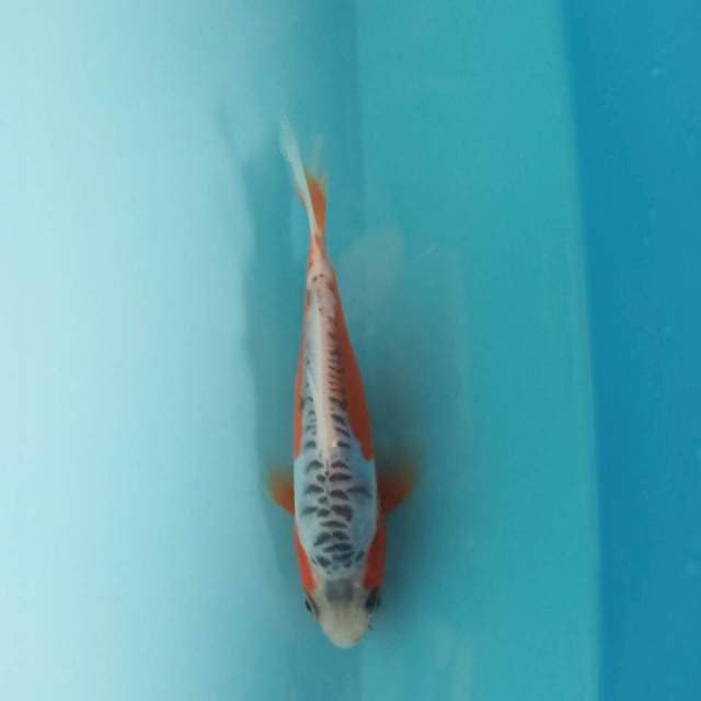 Shusui 15cm siip