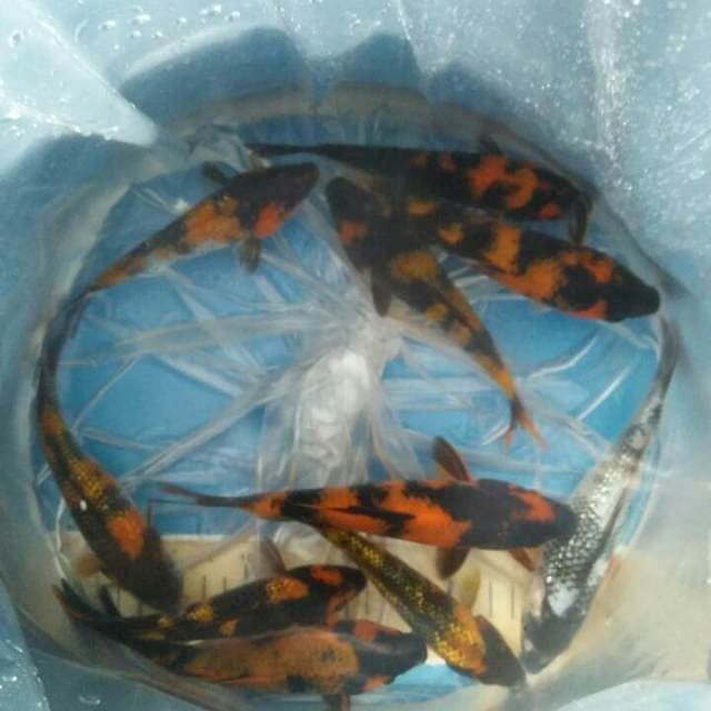 12,15 cm mix