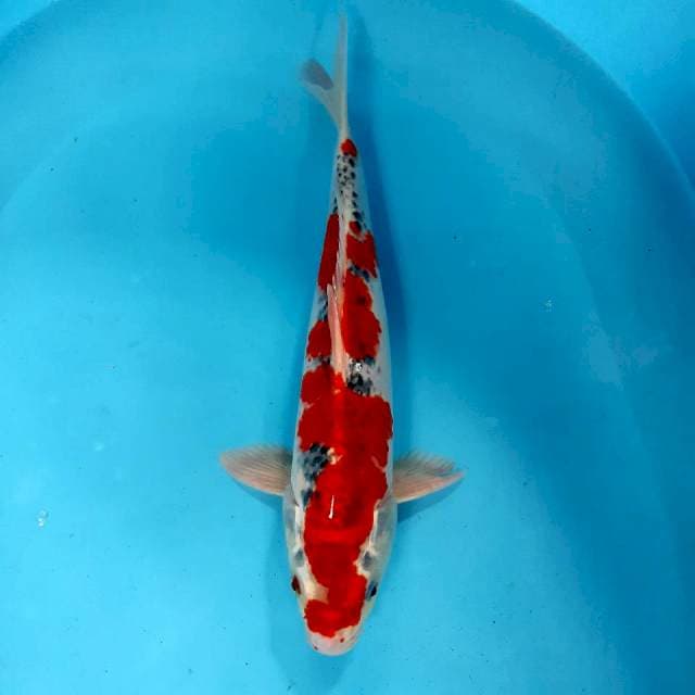 Ghosiki male 35 cm 