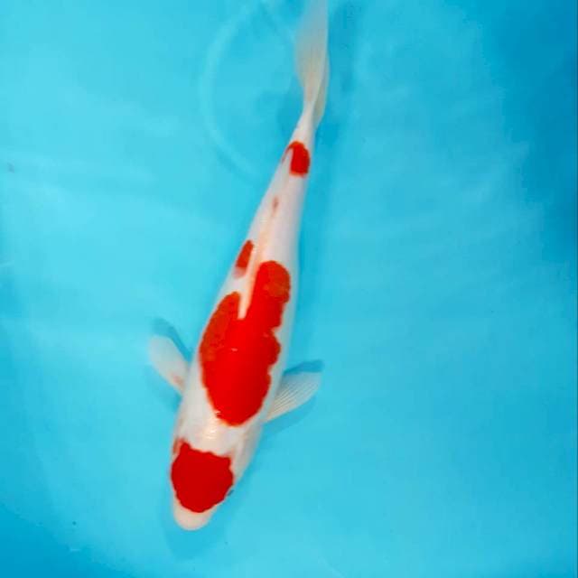 Kohaku maruten 34 cm male