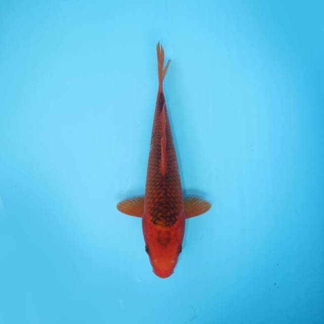 AKA MATSUBA 26 CM FEMALE