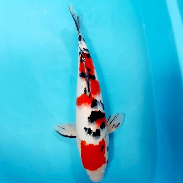 Sanke 37 cm fm