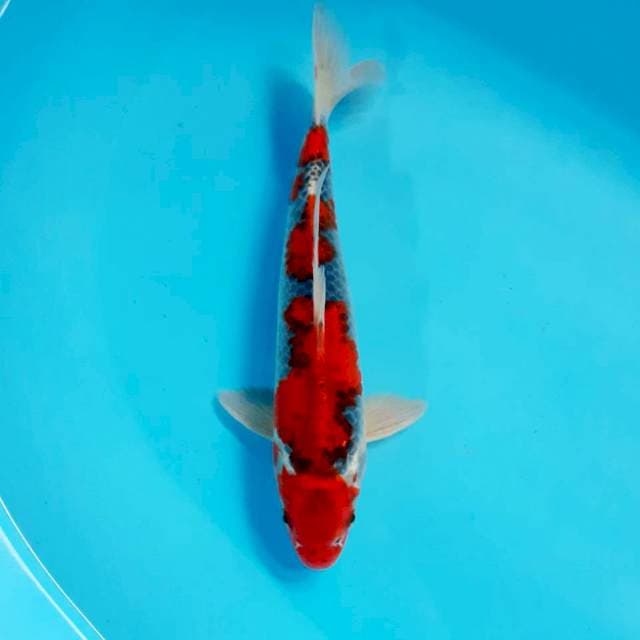 Ghosiki 30cm male sq