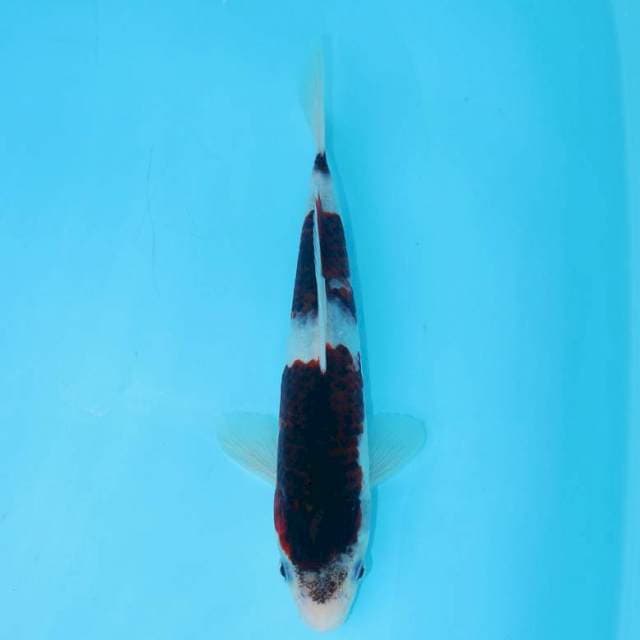 GOROMO 25 CM FEMALE