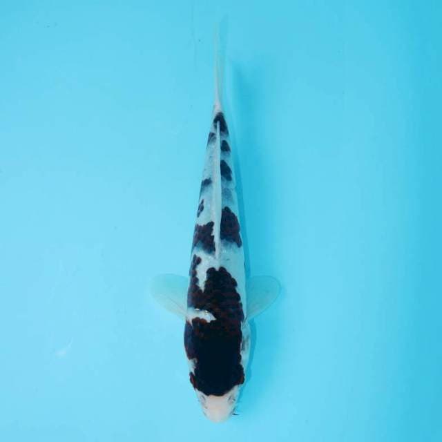 GOROMO 28 CM FEMALE