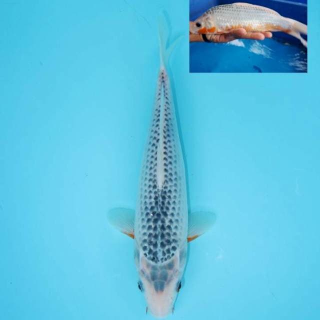 ASAGI 29 CM FEMALE