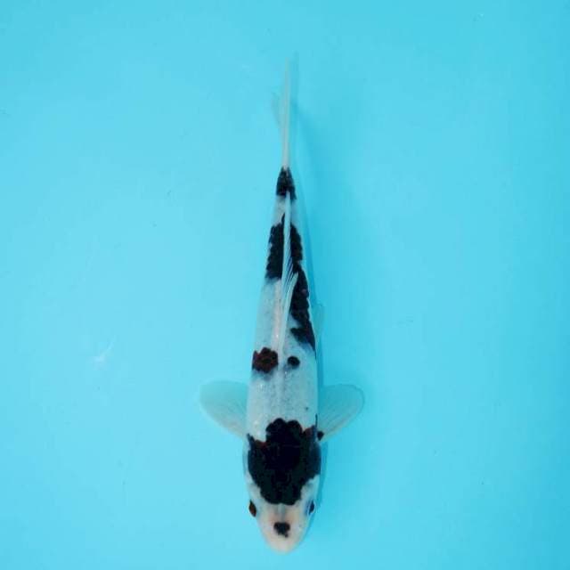 GOROMO 24 CM MALE