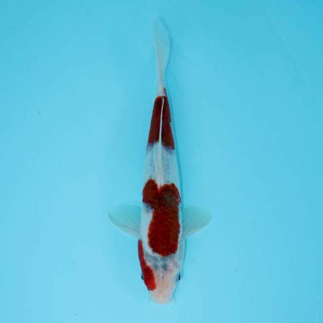 KOROMO QUALITY 24 CM FEMALE