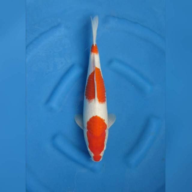 F1 sandan kohaku jumbo tosai 