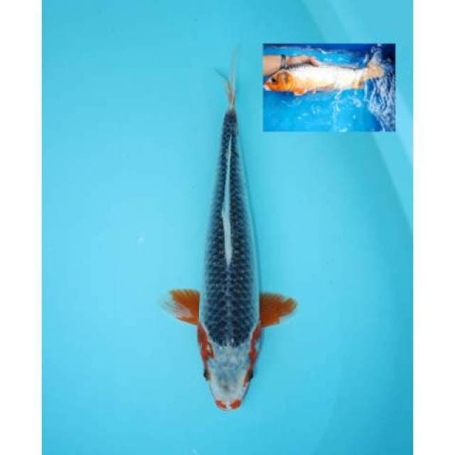 ASAGI 37 CM FEMALE
