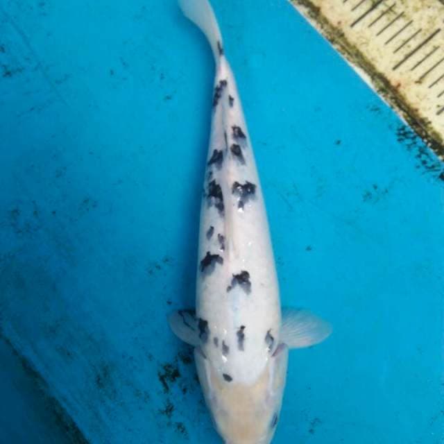 40 cm male