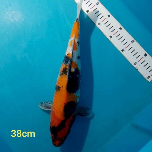 Showa 38cm