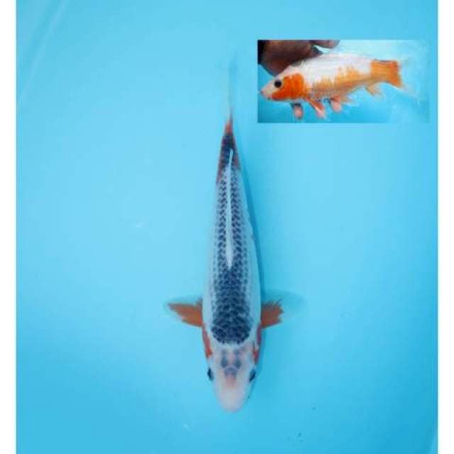 ASAGI 25 CM FEMALE