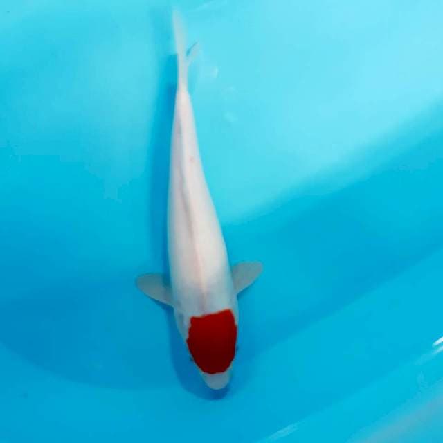 Tancho kohaku 34 cm