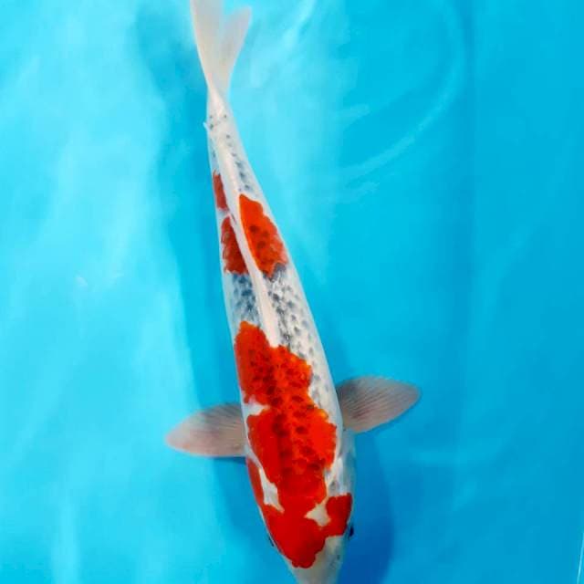 Ghosiki male 40 cm