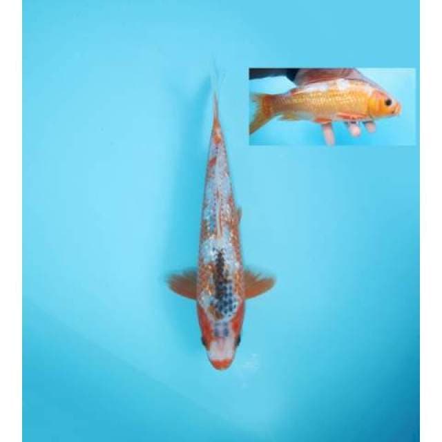 ASAGI KUCHIBENI 24 CM MALE
