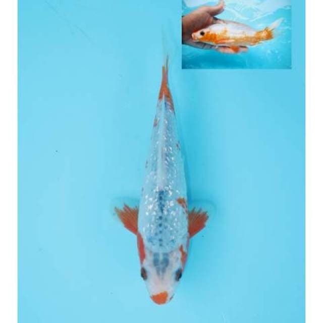 ASAGI GINRIN KUCHIBENI 20 CM MALE