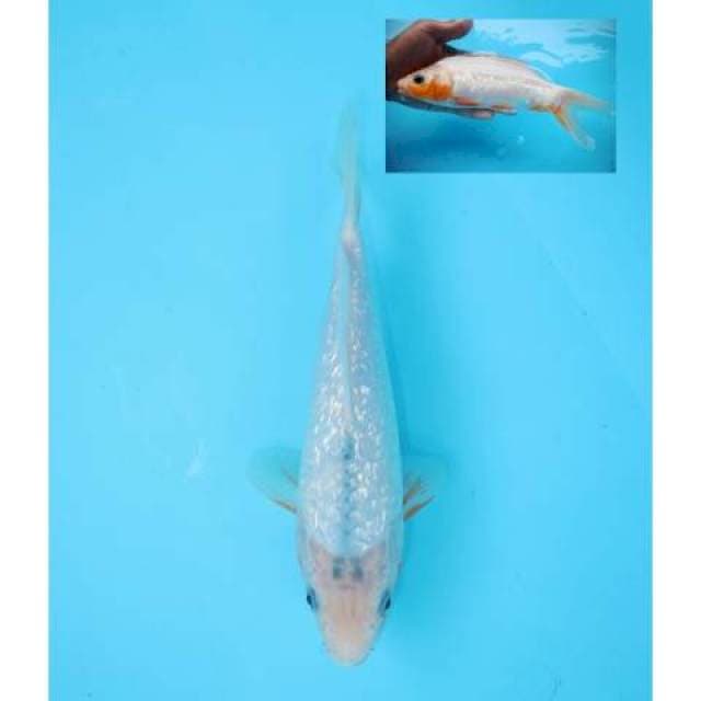 ASAGI GINRIN 22 CM FEMALE
