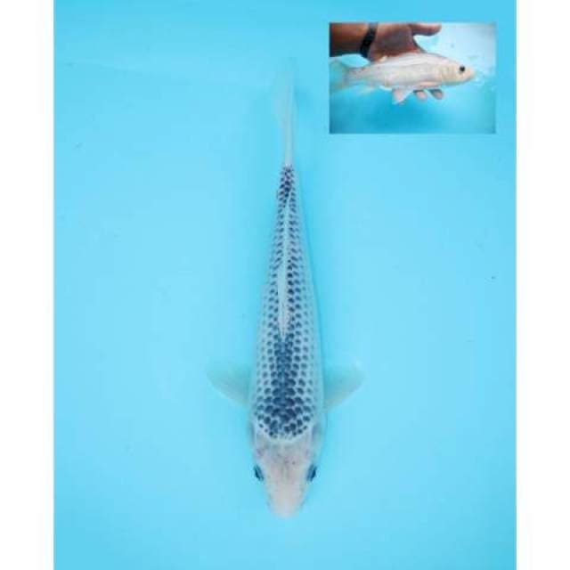 ASAGI 26 CM MALE