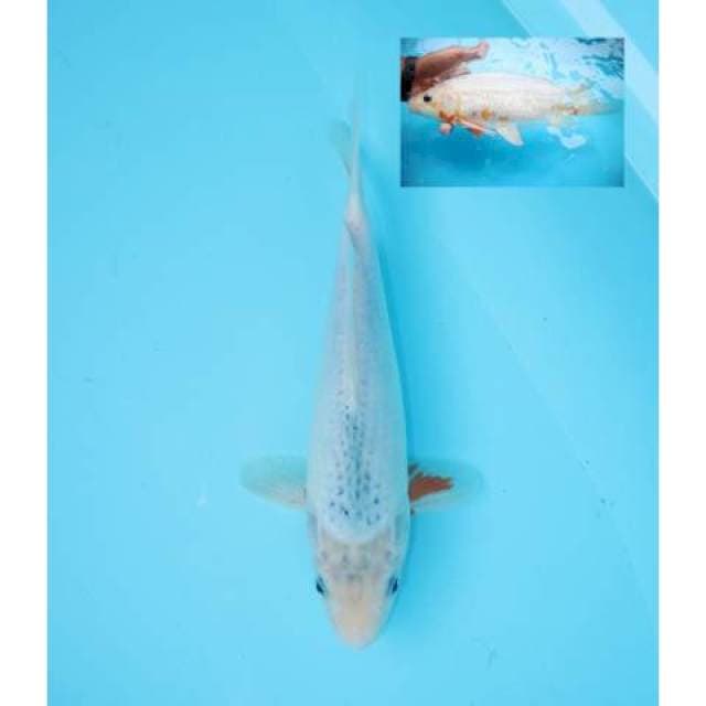 ASAGI 28 CM MALE