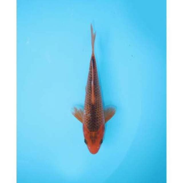 AKA MATSUBA 21 CM FEMALE