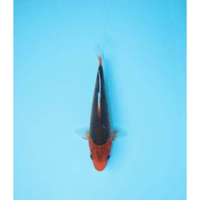 AKA MATSUBA 22 CM MALE