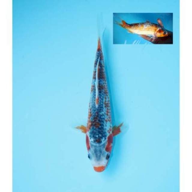 ASAGI KUCHIBENI 22 CM MALE