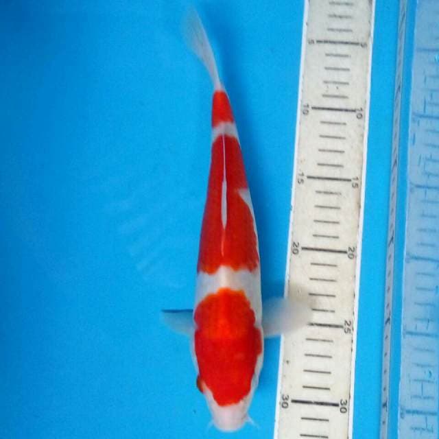 Kohaku