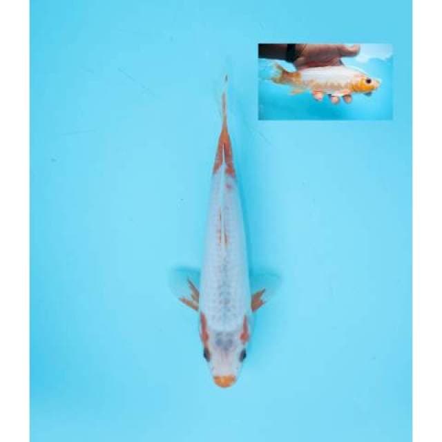 ASAGI KUCHIBENI 23 CM MALE