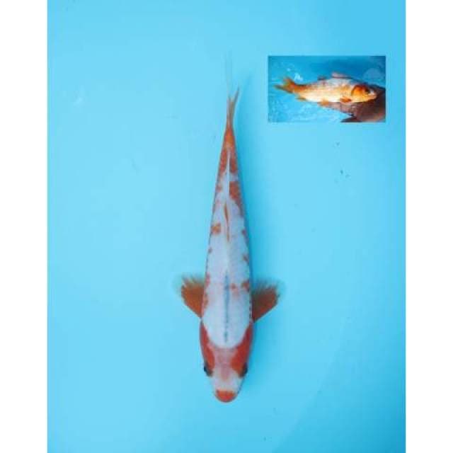 ASAGI KUCHIBENI 23 CM MALE
