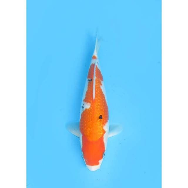 Sanke Full Ginrin Bulky - 28cm Female